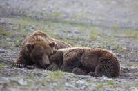 Grizzly Bears at Clark's Lake National Park